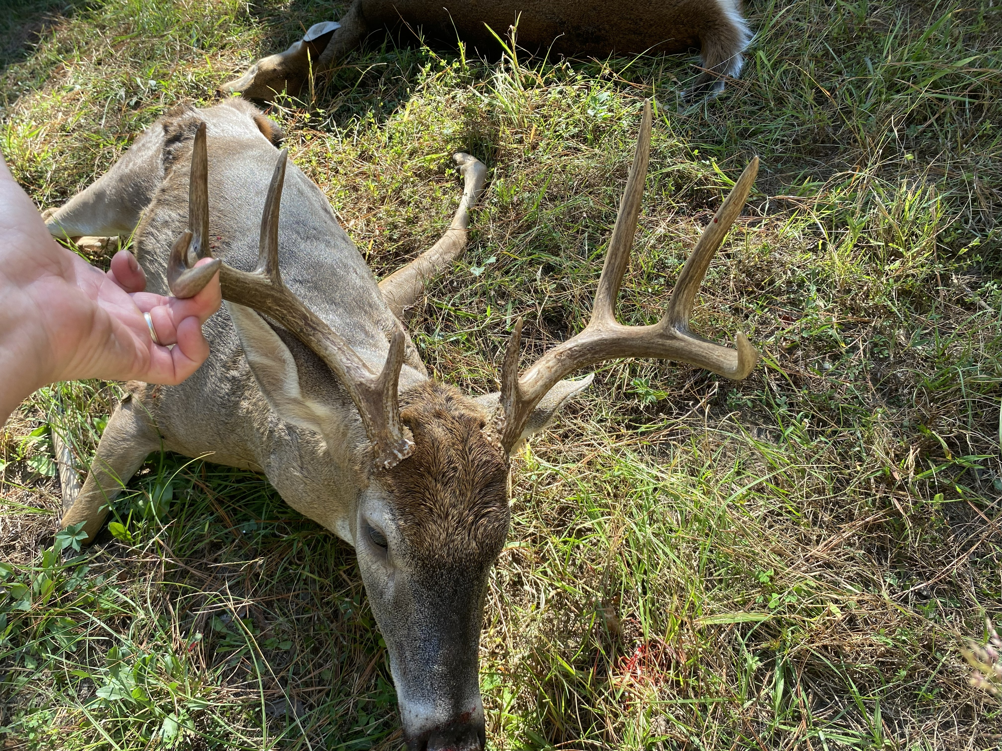 Buck