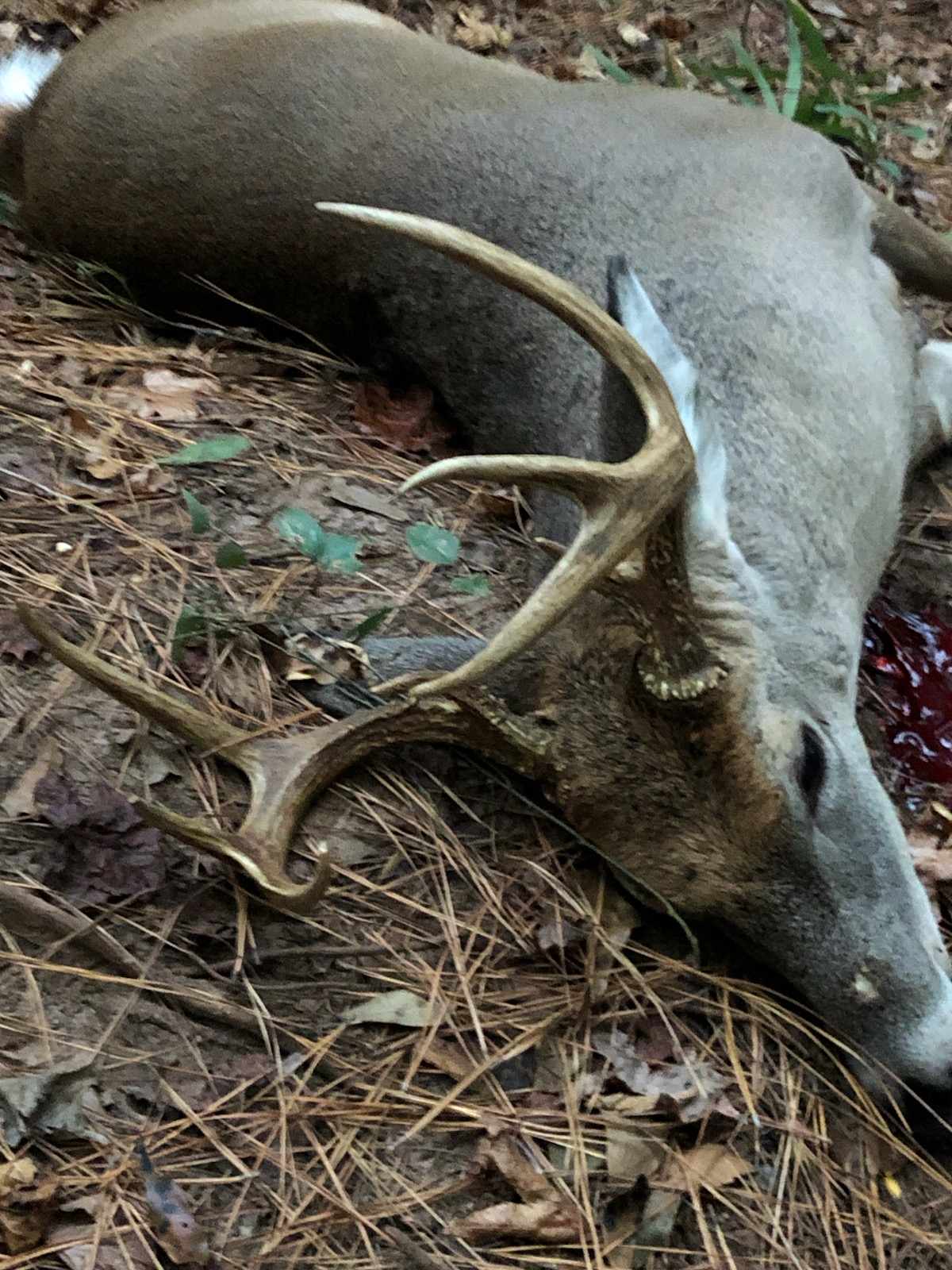 buck