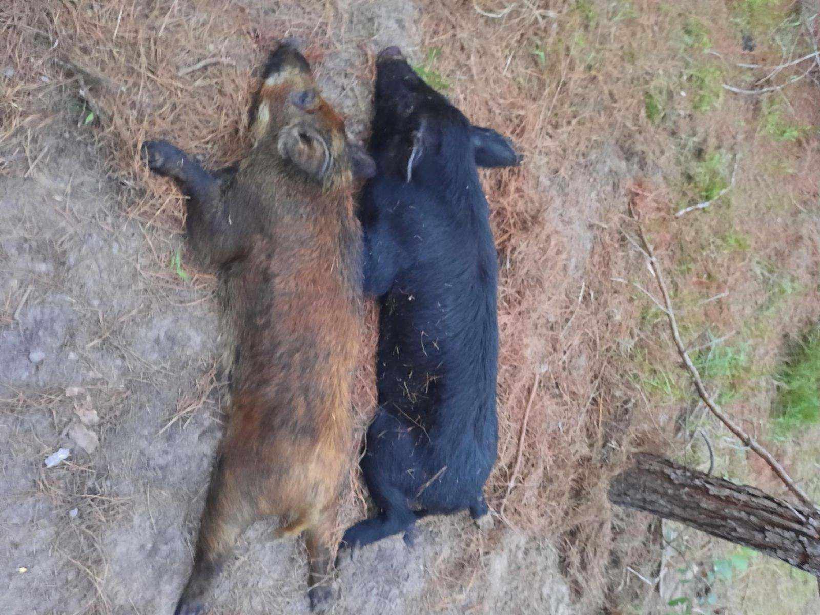 Hog