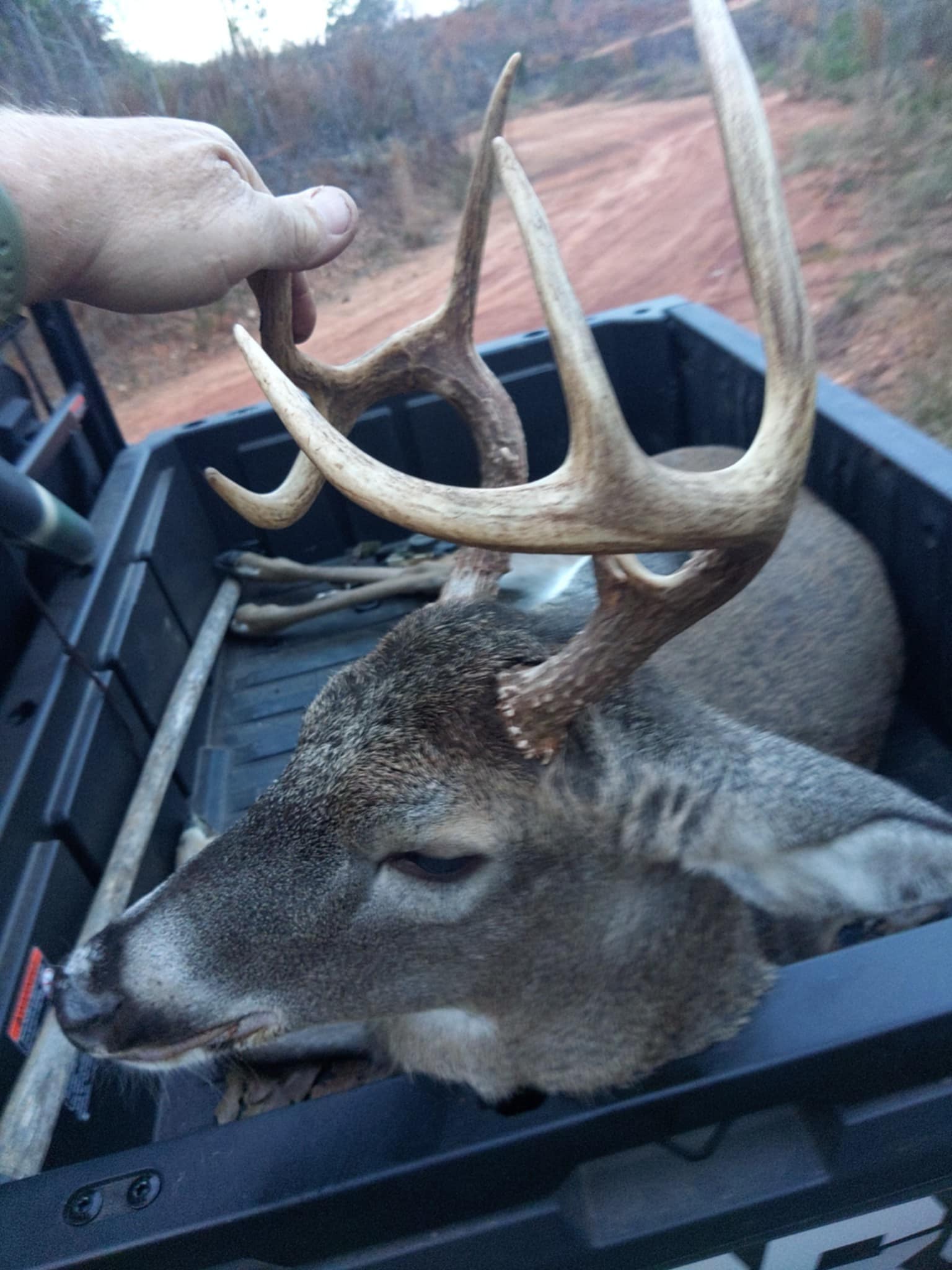 Buck